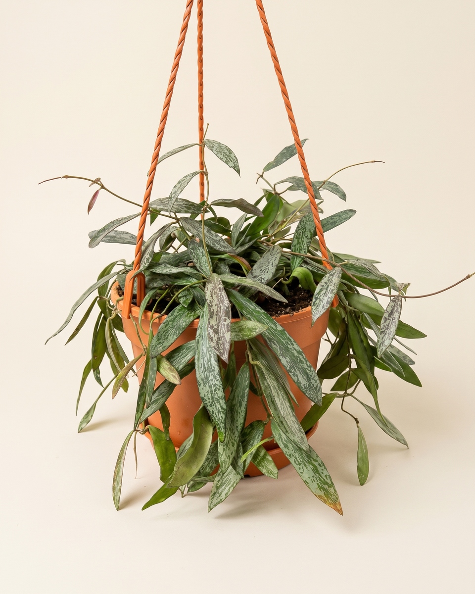 Hoya Sigillatis Hanging هويا سيجيلاتيس