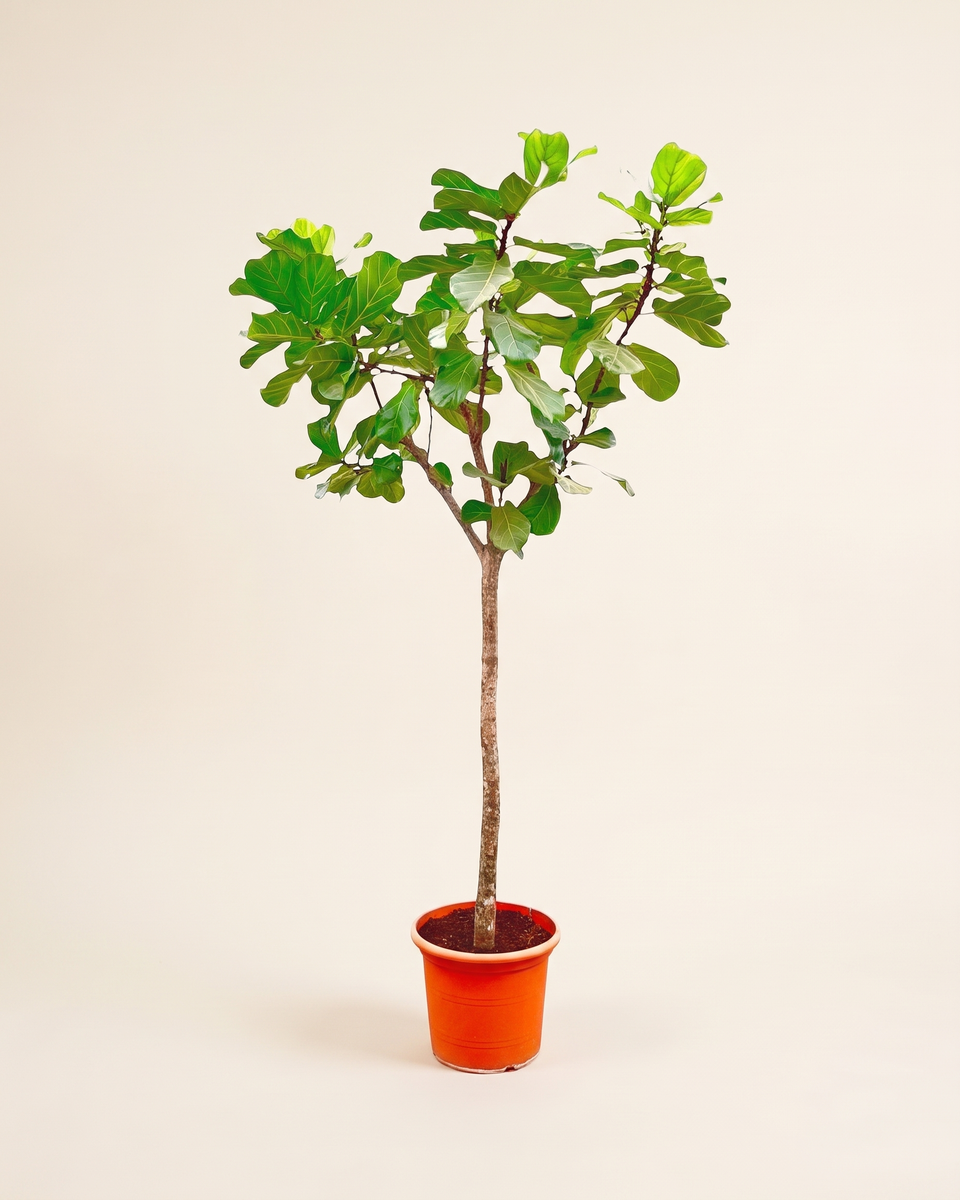Ficus Lyrata 3 m فيكس ليراتا