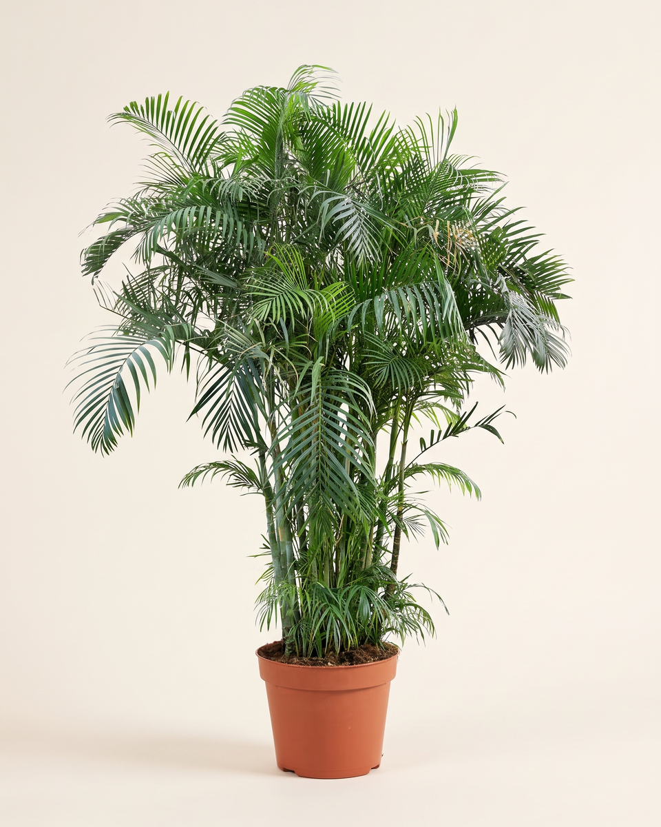 Chrysalidocarpus Lutescens (Areca Palm) H 200 cm-250 cm أريكا