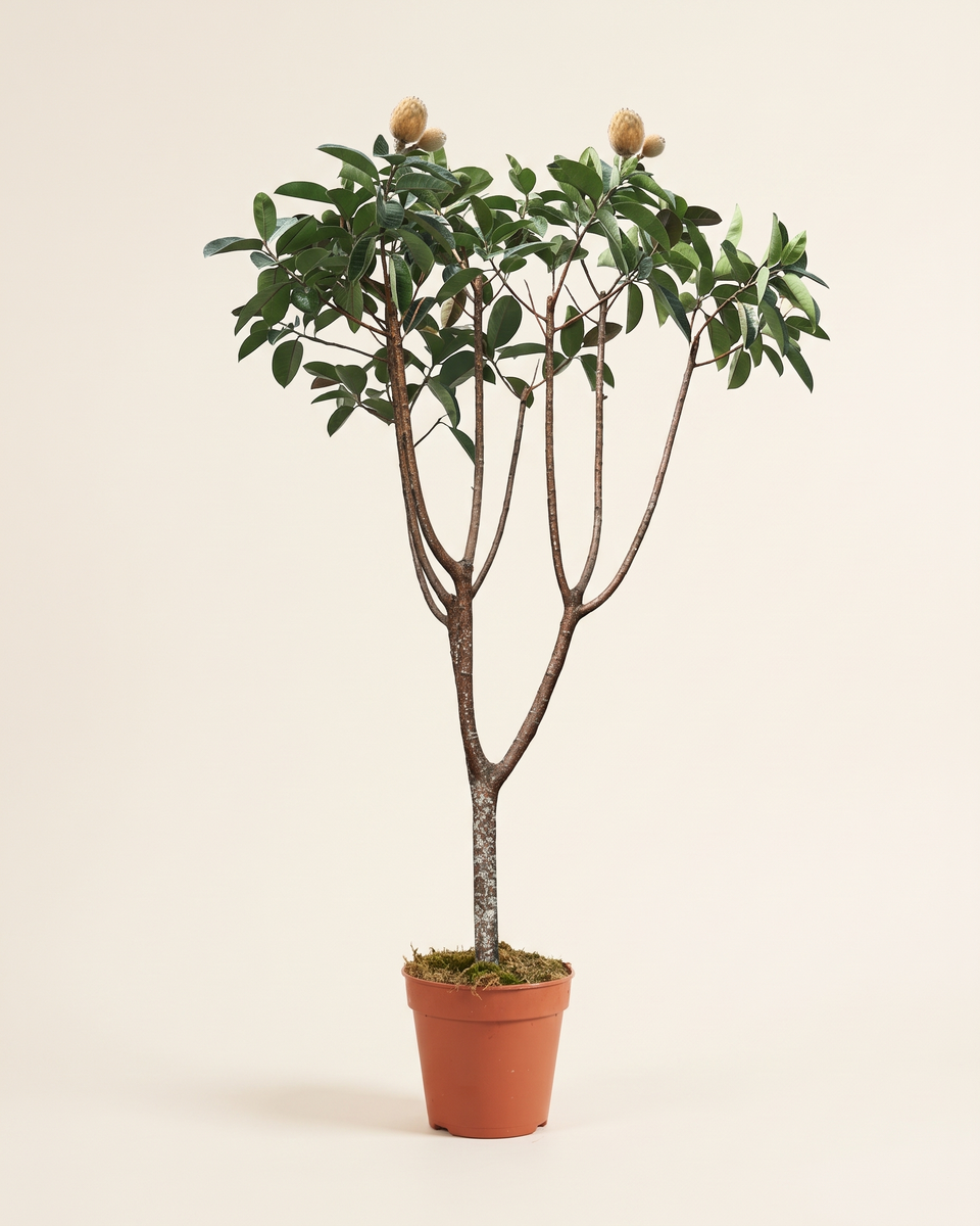 Ficus Elastica 2-2.5 m فيكس المطاط