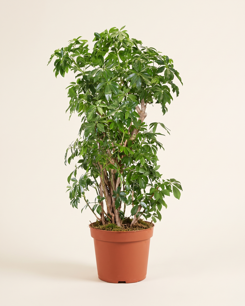 Schefflera Arboricola Compacta H 175 cm شيفليرا أربوريكولا كومباكتا