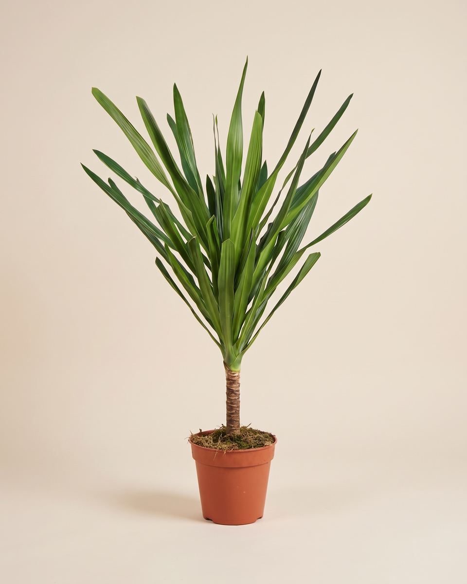 Dracaena Rare Plant (Wasana Nangfa) 25 L