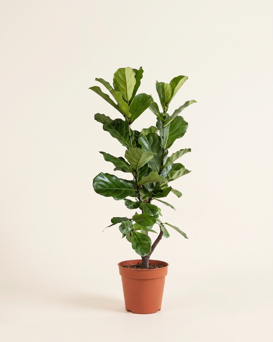 Ficus Lyrata Branched H 1.5 m فيكس ليراتا