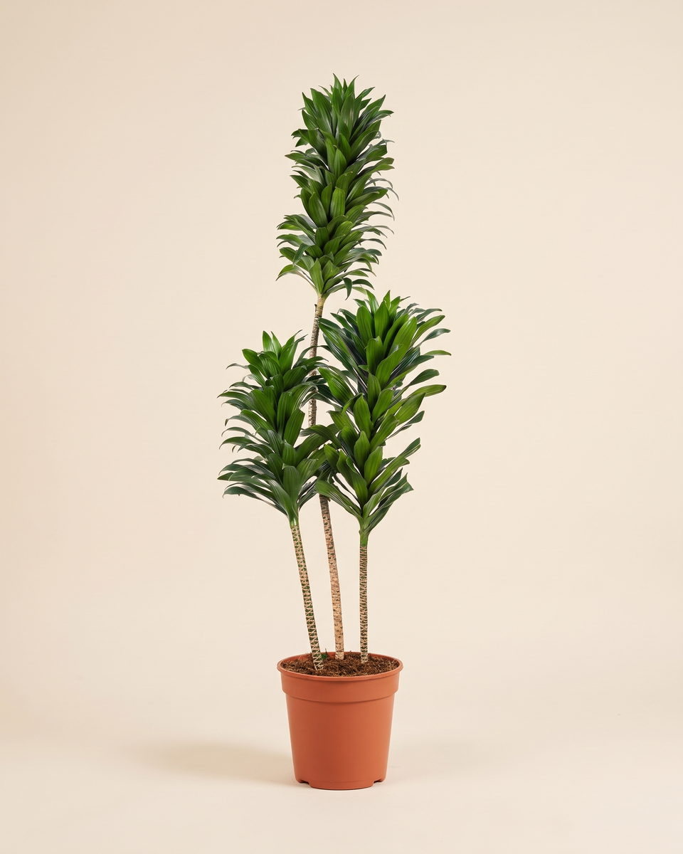 Dracaena Compacta H 170 cm Bushy دراسينا كومباكتا