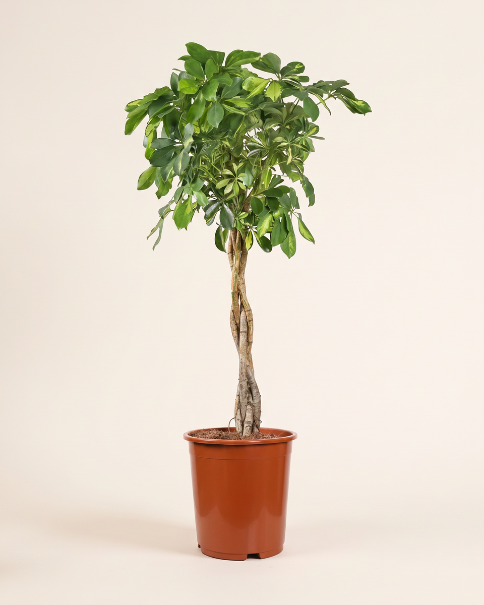 Schefflera Arboricola Compacta Branched H 120 cm