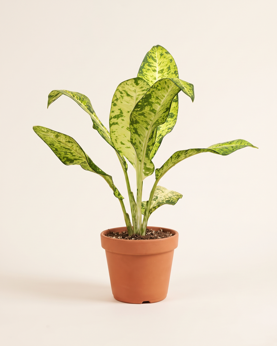 Dieffenbachia Crown دفنباخية