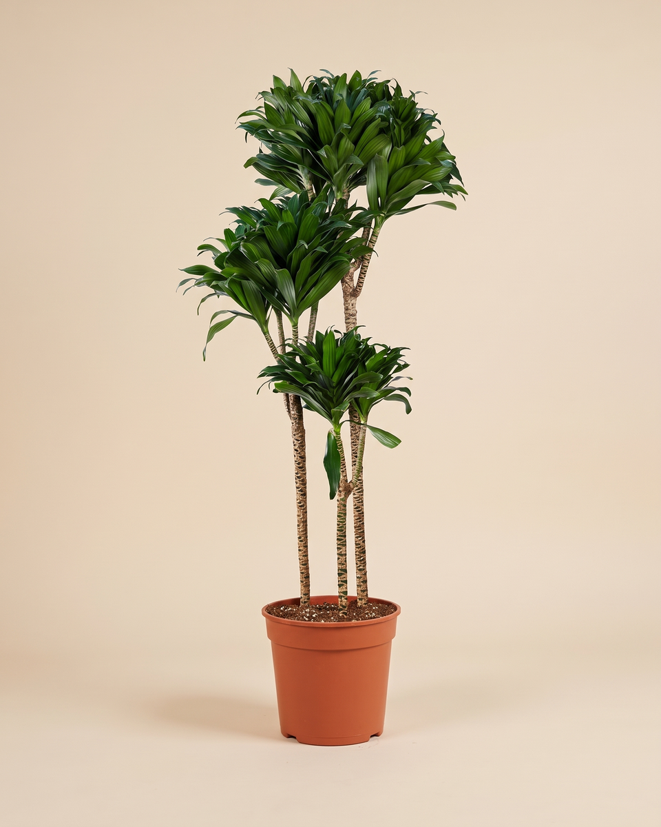 Dracaena Compacta H 140 cm دراسينا كومباكتا