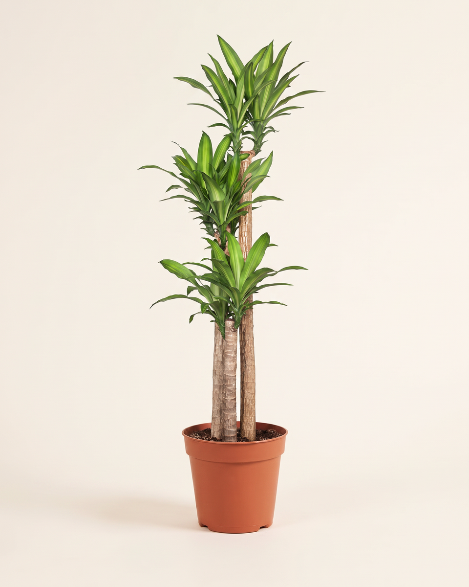 Dracaena Massangeana Fragans H 140 cm دراسينا ماسنجانا فراغرنس