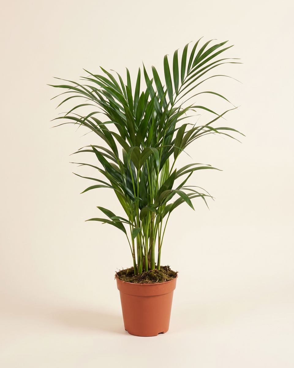 Majesty Palm (Ravenea rivularis) 3 Stems 150-200 cm نخيل مايجستي (رافينيا ريفولاريس) 3 سيقان