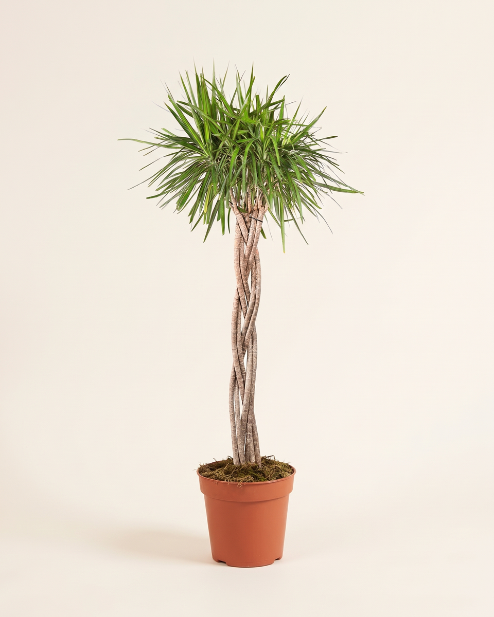 Dracaena Marginata Green Braided 90 - 1 m