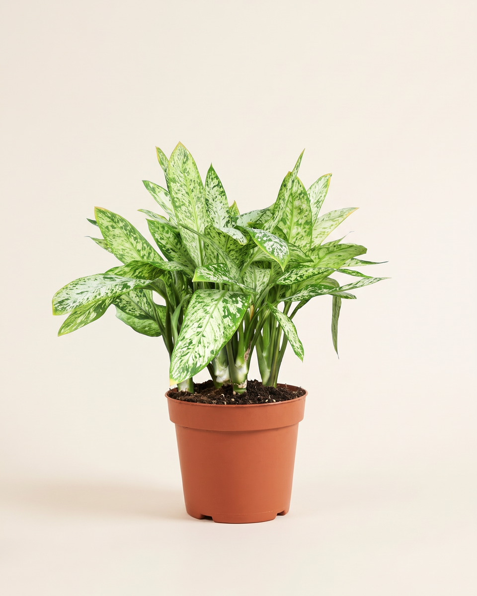 Dieffenbachia Vesuvius ديفنباخيا فيسوفيوس
