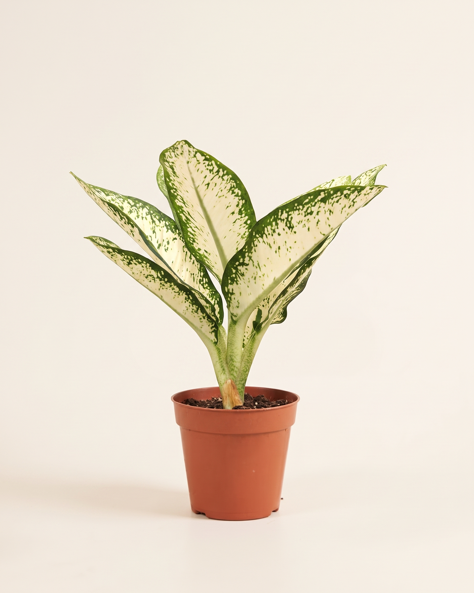 Dieffenbachia Sterling دفنباخية
