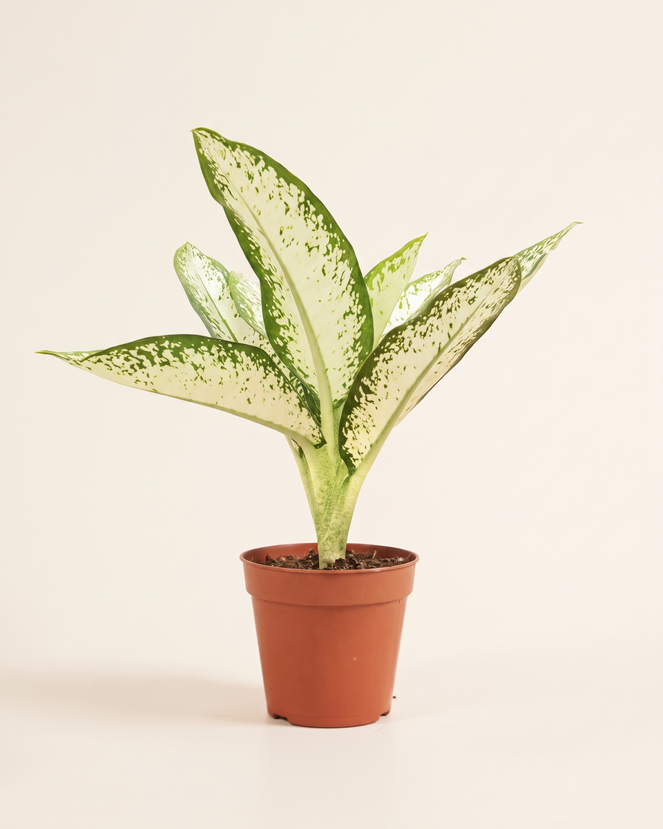 Dieffenbachia White Flame دفنباخية