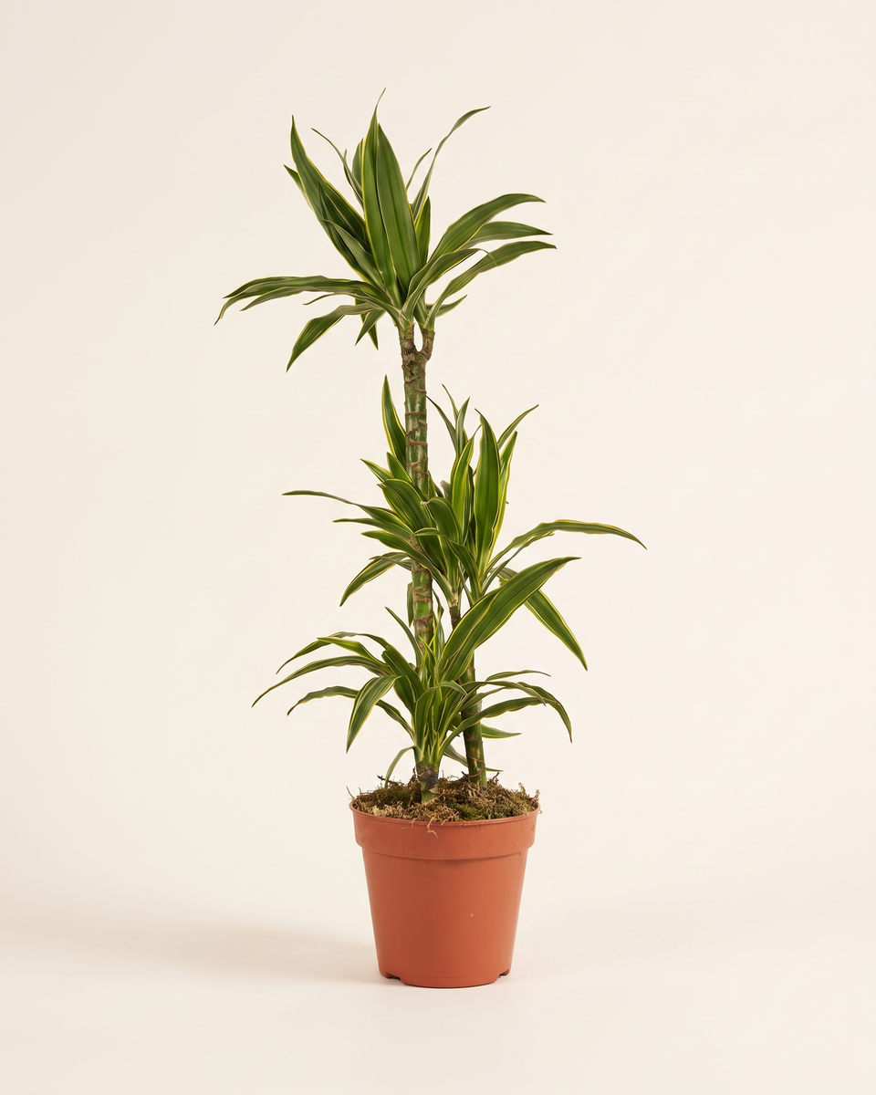 Dracaena Fragrans Deremensis White Stripe H 140 cm