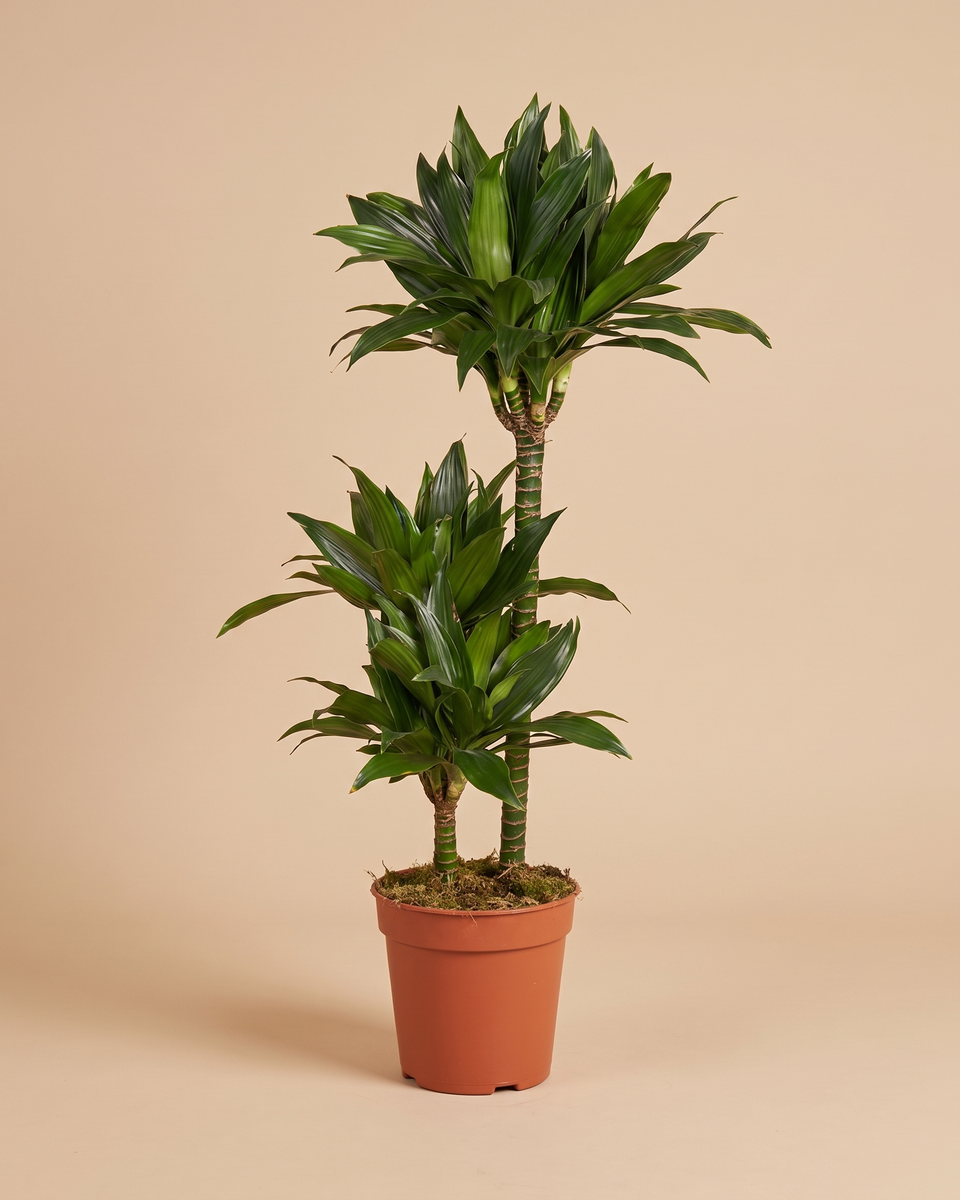 Dracaena Fragrans Compacta H 90 cm دراسينا كومباكتا
