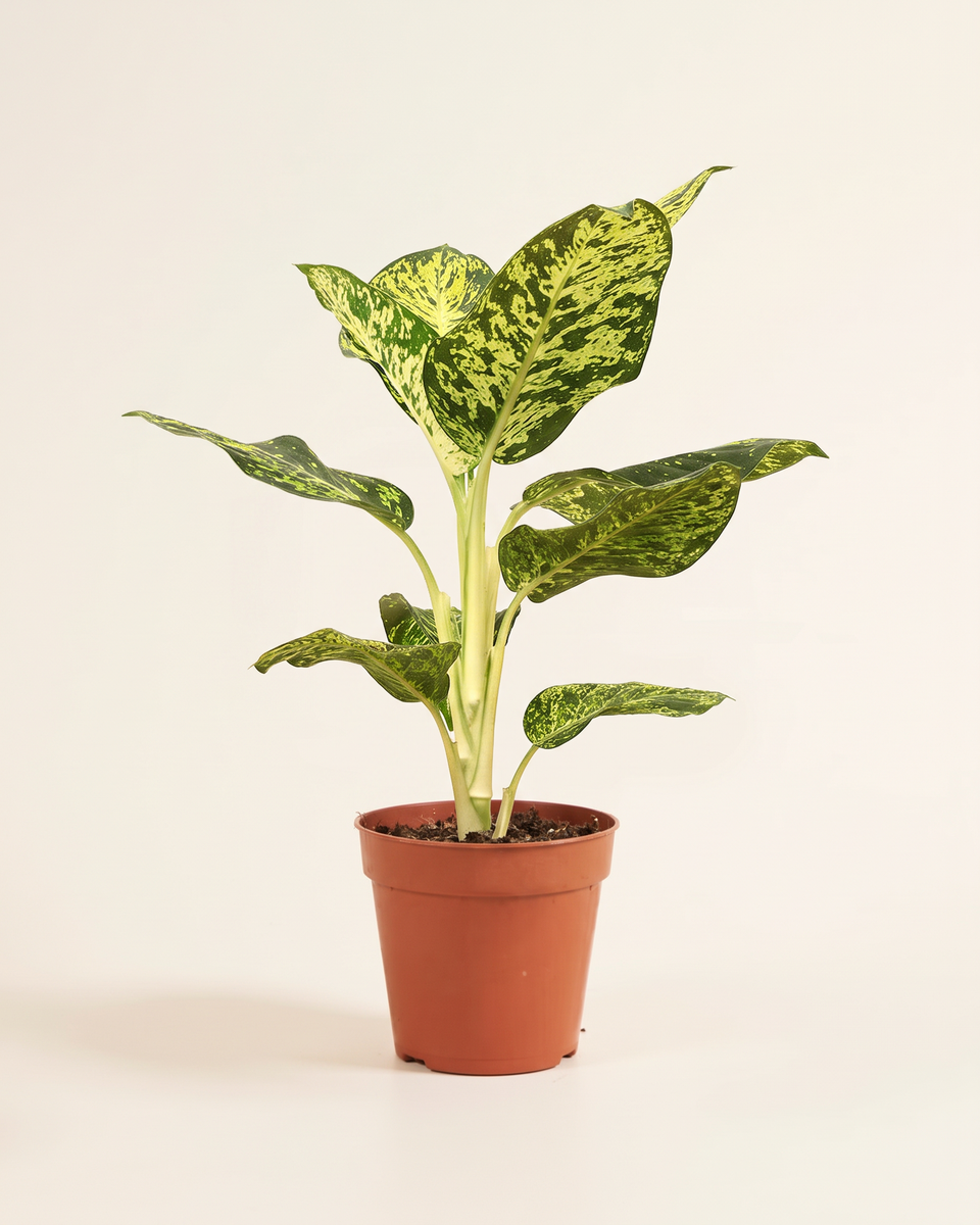 Dieffenbachia Sheadao دفنباخية