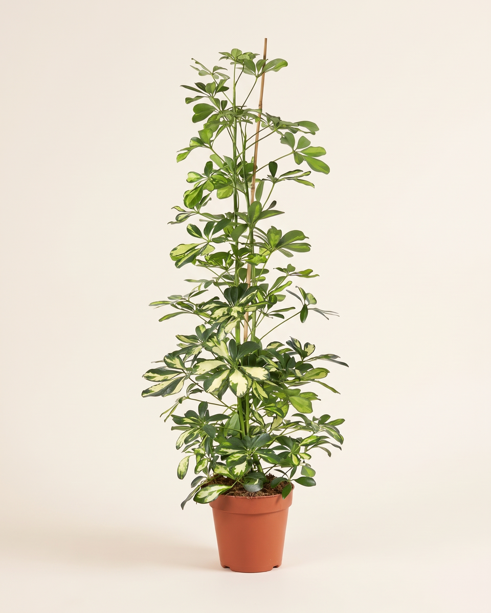 Schefflera Arboricola Compacta H 105 cm