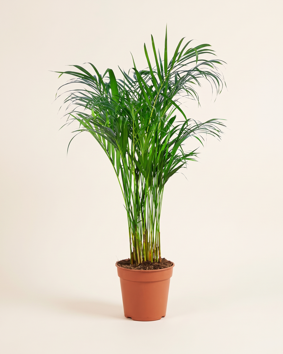 Areca Palm (Dypsis Lutescens) H 1 m أريكا