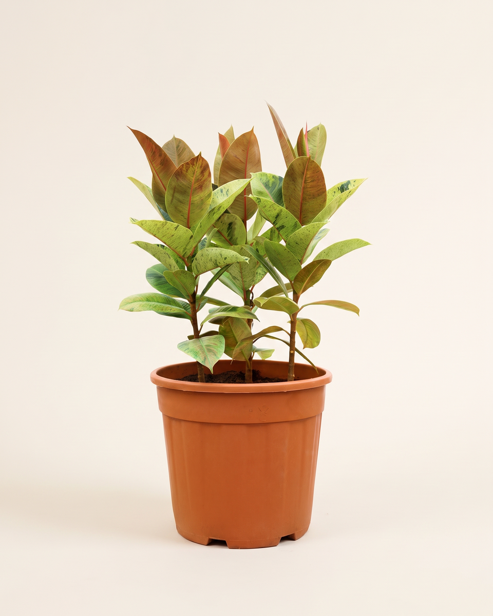 Ficus Elastica Shivereana 3 Stems Multi H 100 cm-120 cm فيكس المطاط