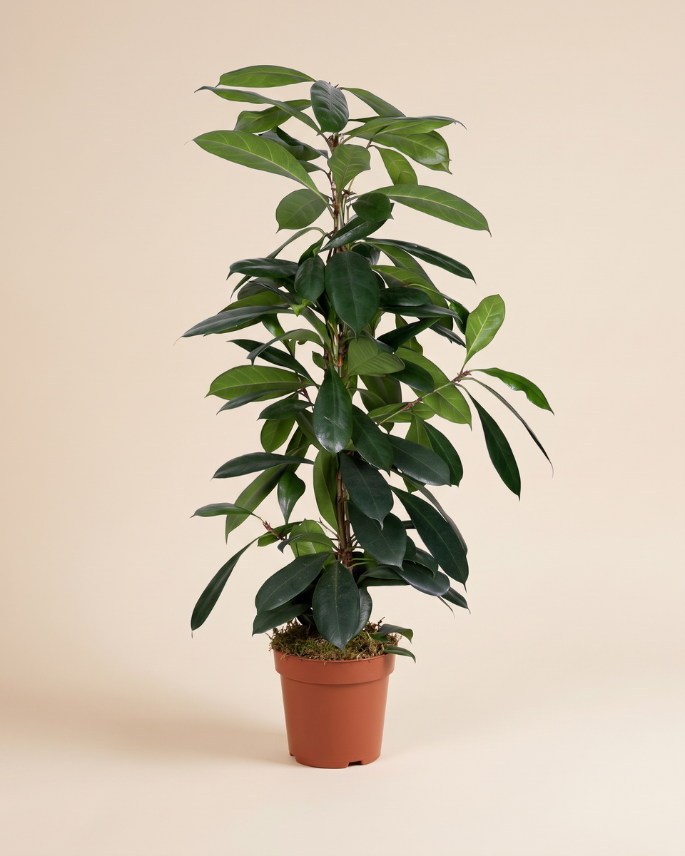 Ficus Cyathistipula H 105 cm فيكس سياثيستيبولا