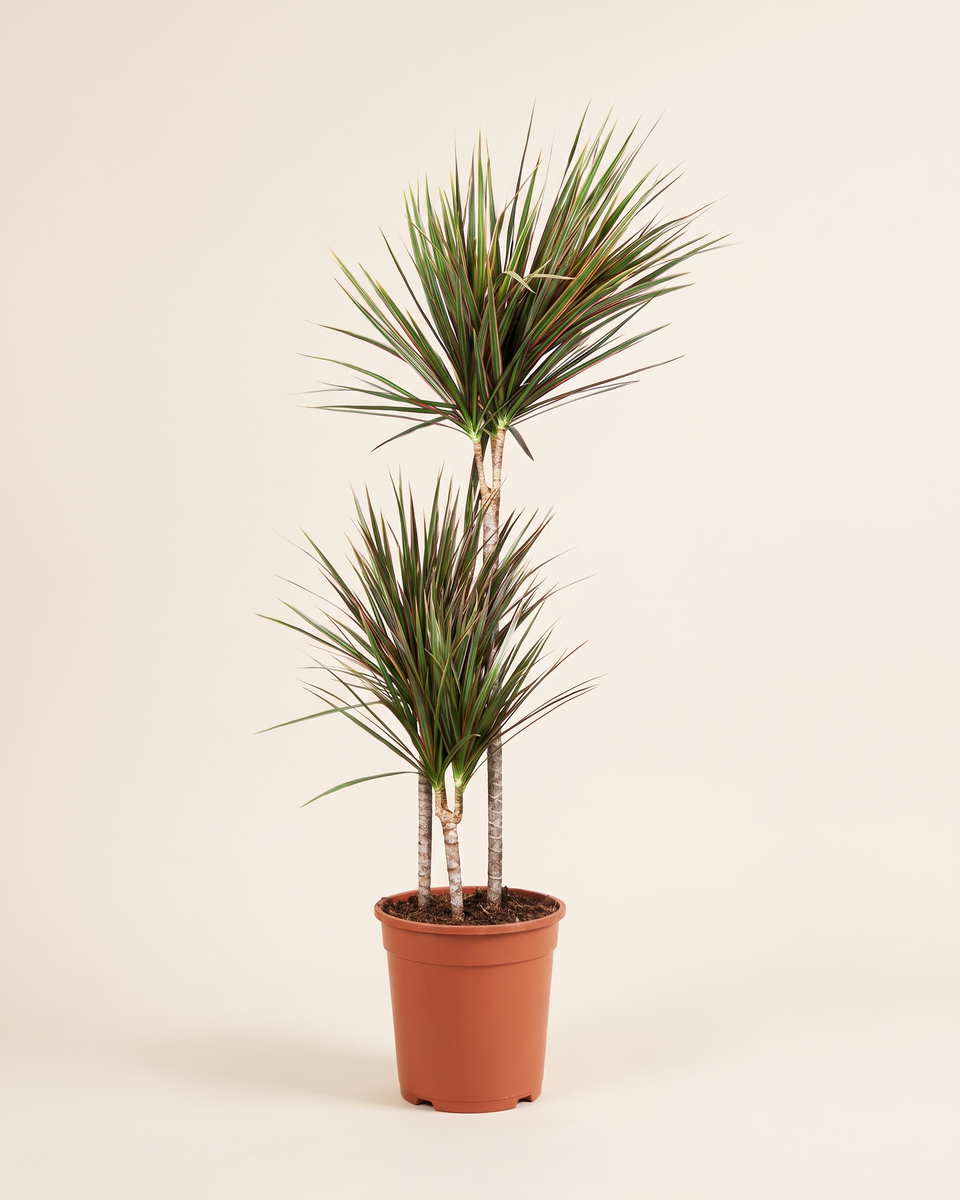 Dracaena Marginata Bicolor 3 Stems H 130 cm دراسينا مارجيناتا