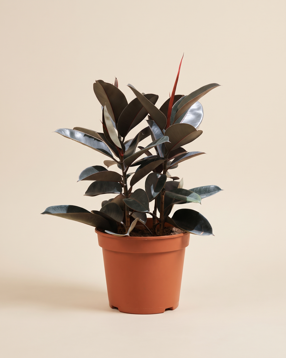 Ficus Elastica Burgundy H 40 cm-50 cm فيكس المطاط