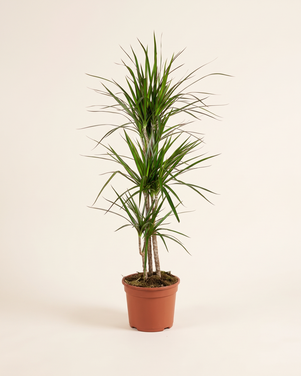 Dracaena Marginata H 110 cm دراسينا مارجيناتا