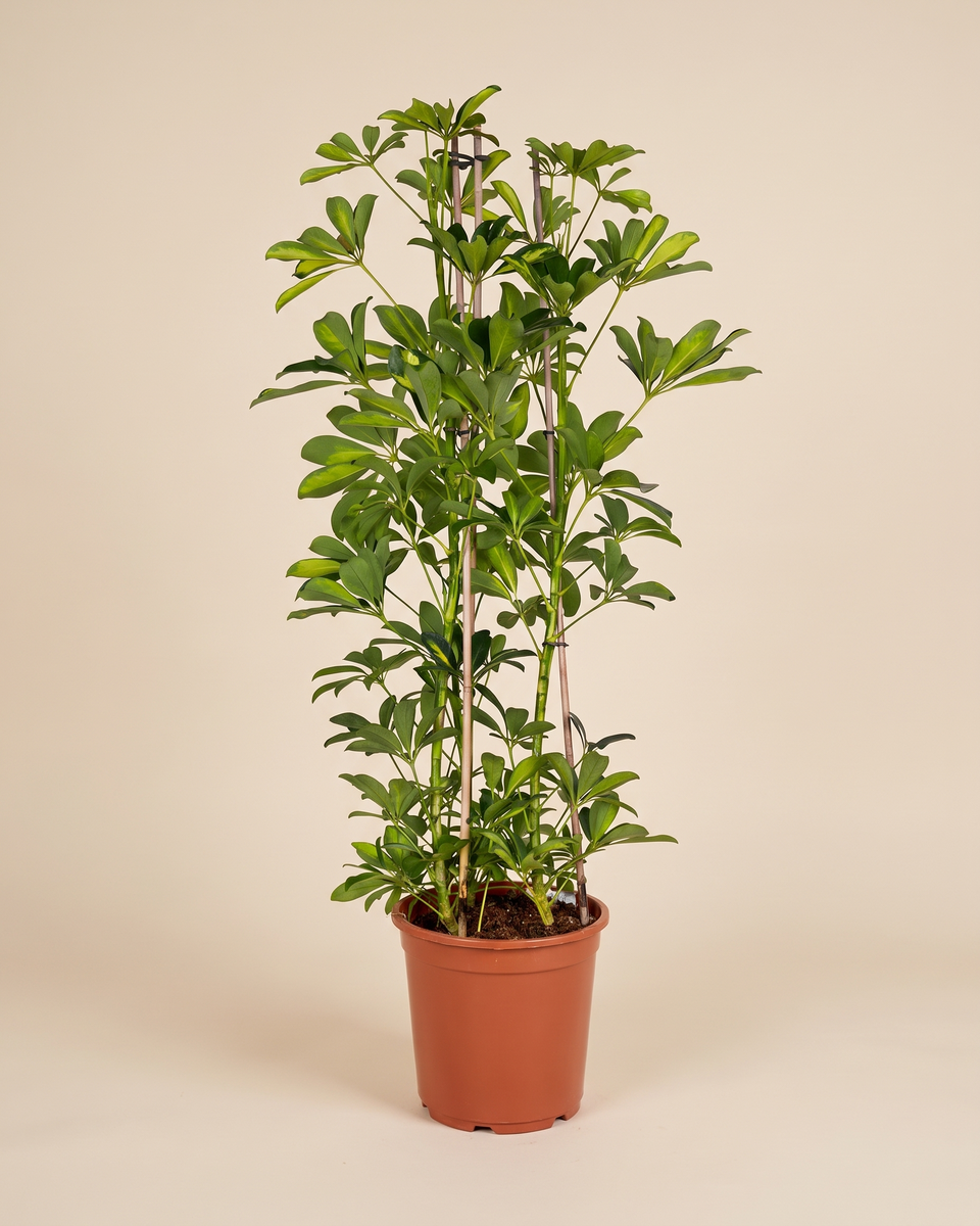 Schefflera Gold Capella 3 Stems H 100 cm شيفليرا