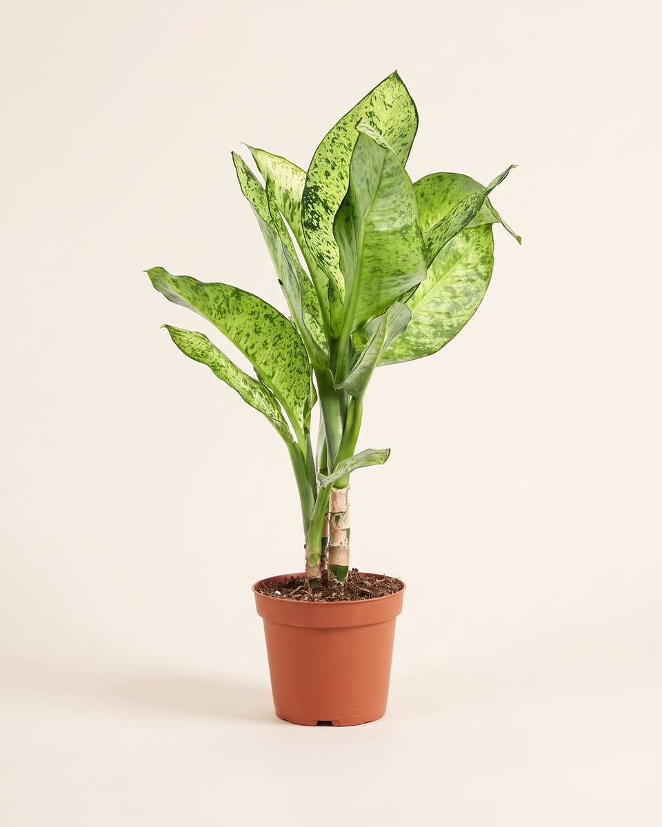 Dieffenbachia Moreradoklok