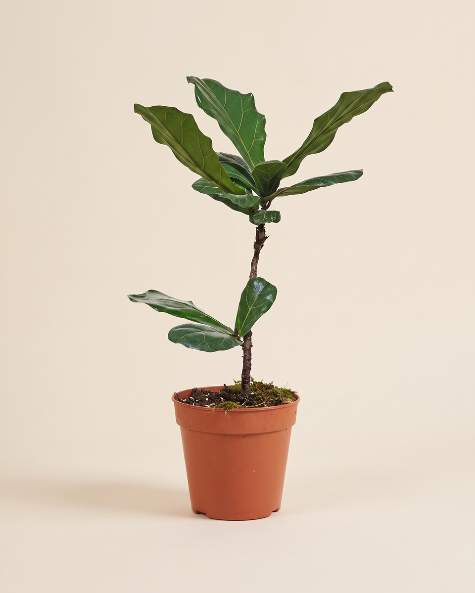 Ficus Lyrata Plant H 50 cm-60 cm نبات فيكس ليراتا