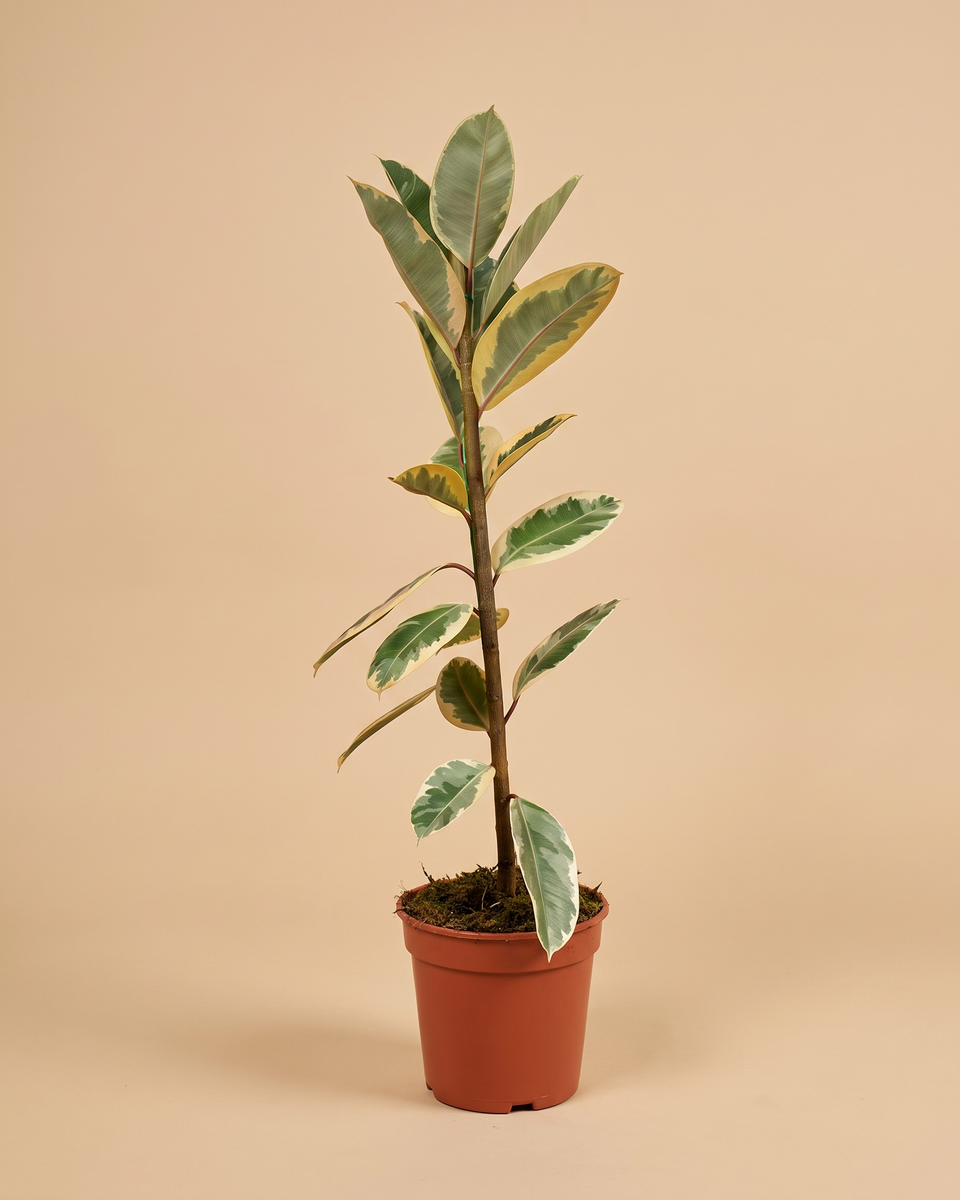 Ficus Elastica Tineke H 20 cm-40 cm فيكس مطاط