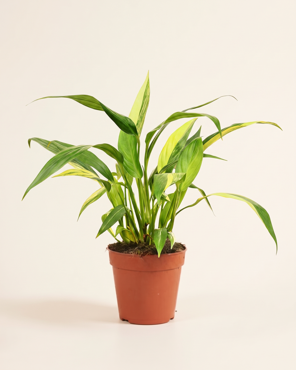 Epipremnum Amplissimum Variegata إببرمينوم أمبلسيموم