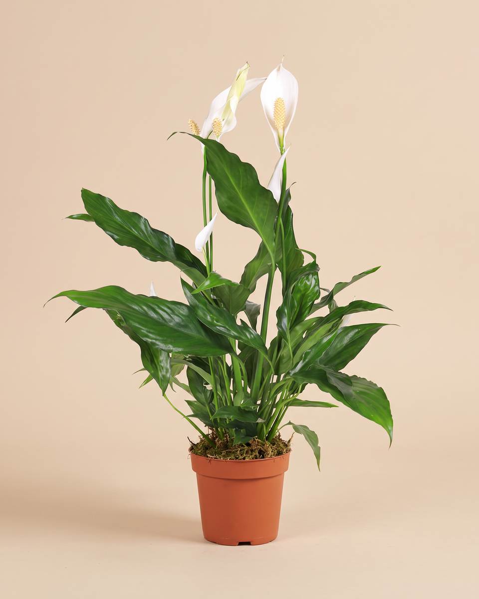 Spathiphyllum Sweet Chico H 55 cm سباثيفيلوم