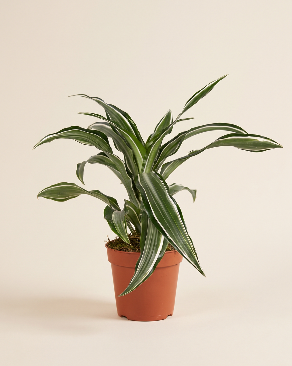 Dracaena Fragrans Compacta Kanzi دراسينا كومباكتا كانزي