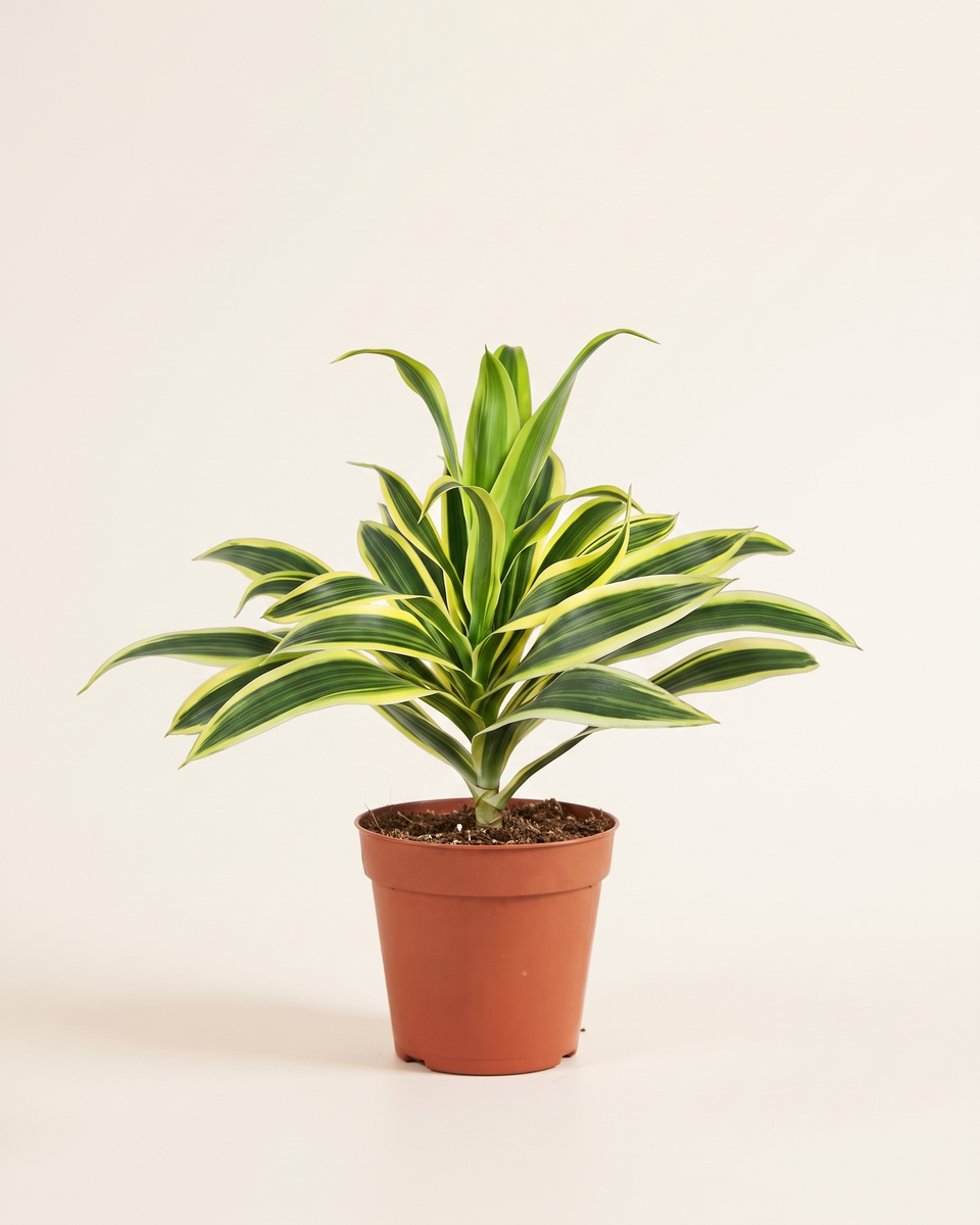 Dracaena Reflexa Pleomelle Song of India دراسينا ريفليكسا