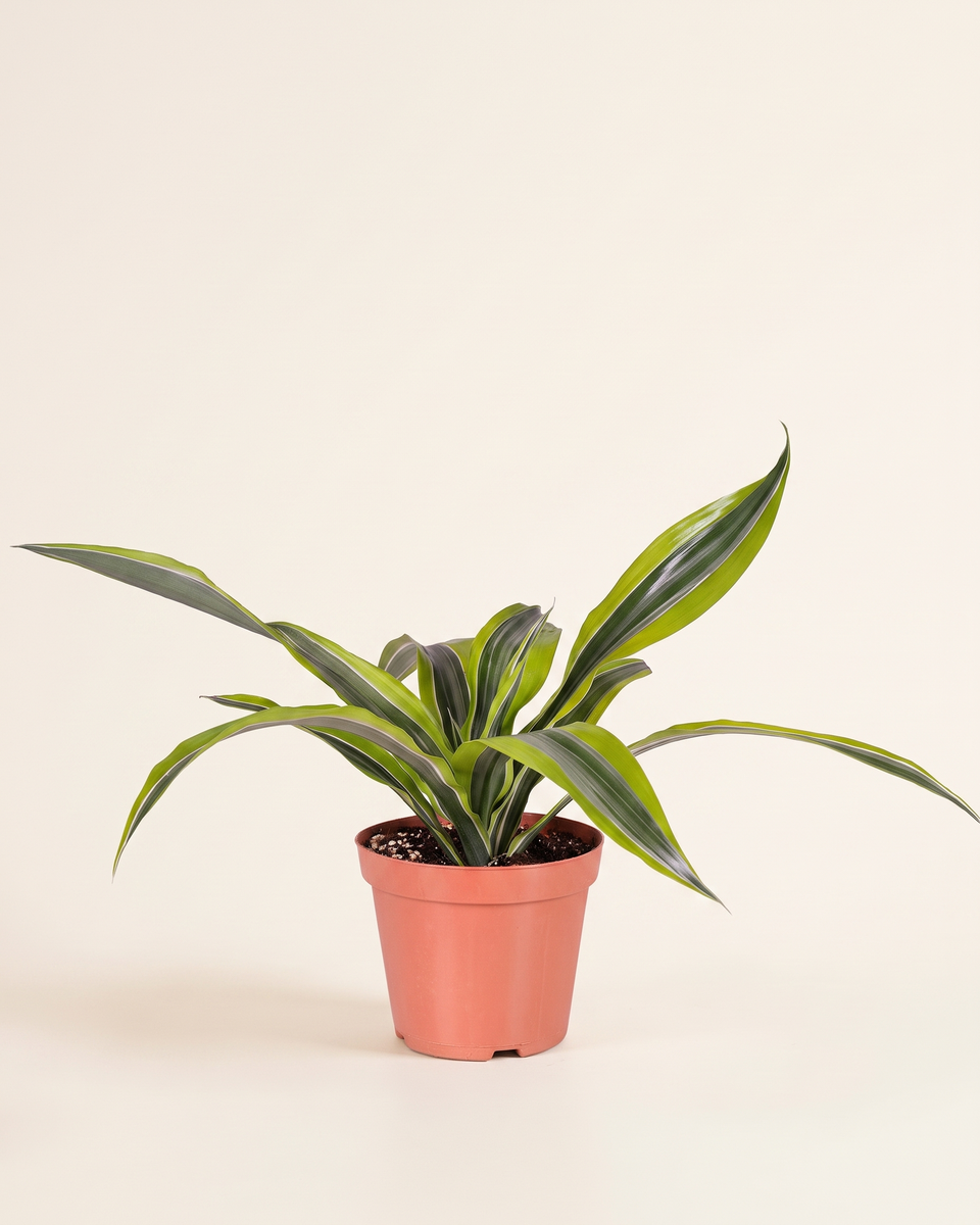 Dracaena Lemon Lime H 30 cm-40" دراسينا ليمون لايم
