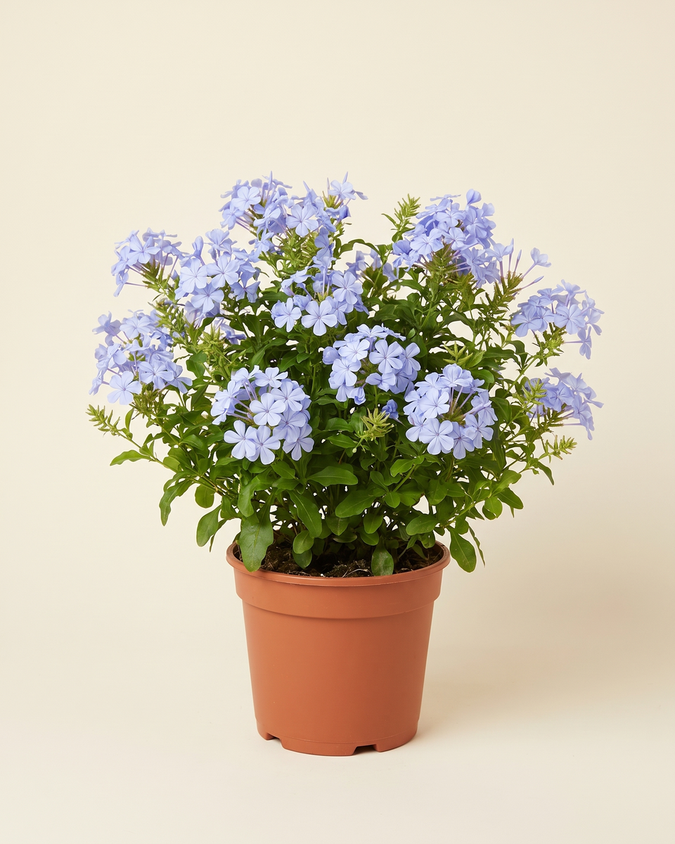 Jasmine Blue Plumbago Bush ياسمين