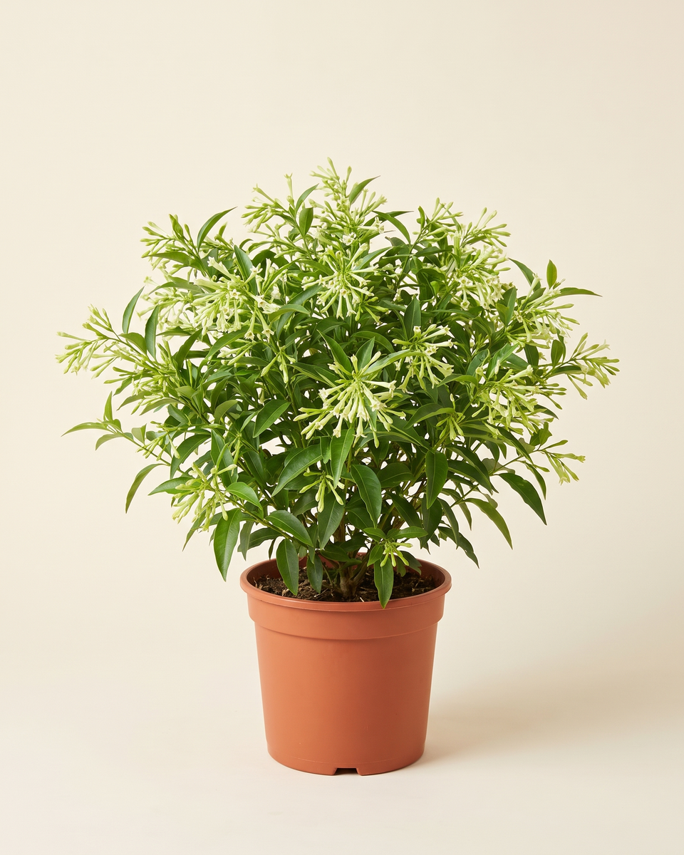 Jasmine Night-Blooming Cestrum Bush ياسمين
