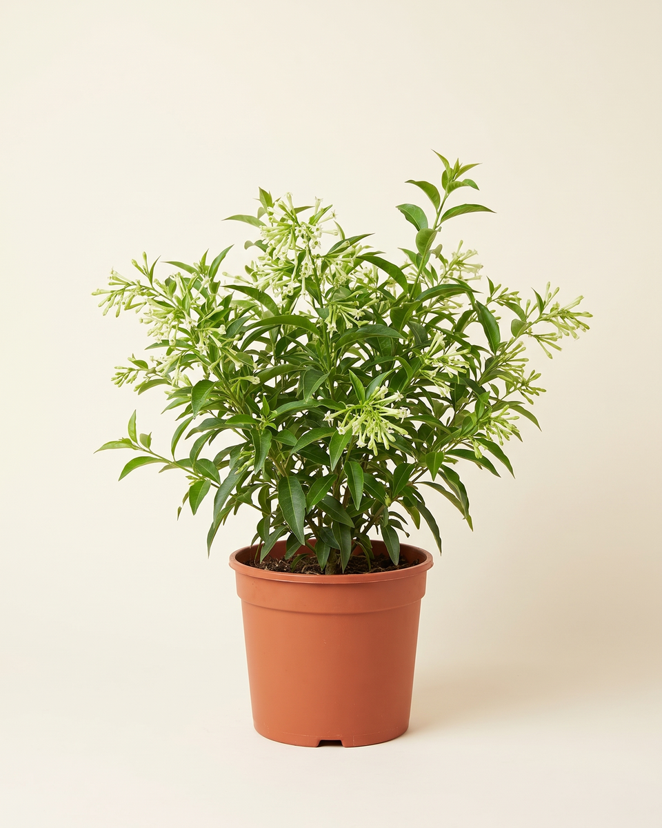 Jasmine Night-Blooming Cestrum Bush (Young) ياسمين