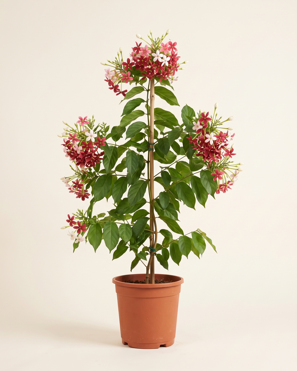 Jasmine Rangoon Creeper Pink-Red Cane Climber ياسمين