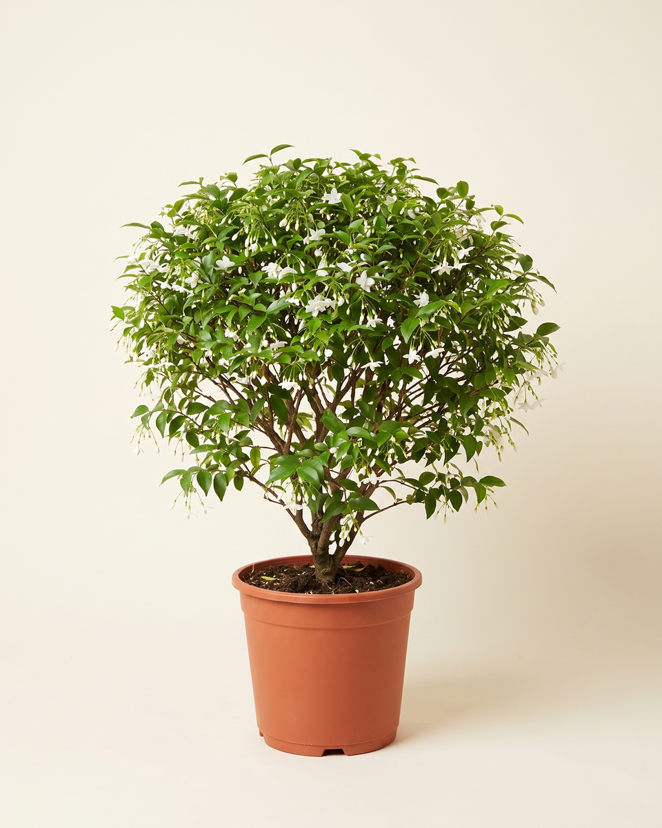Jasmine Water Jasmine Wrightia Bush ياسمين