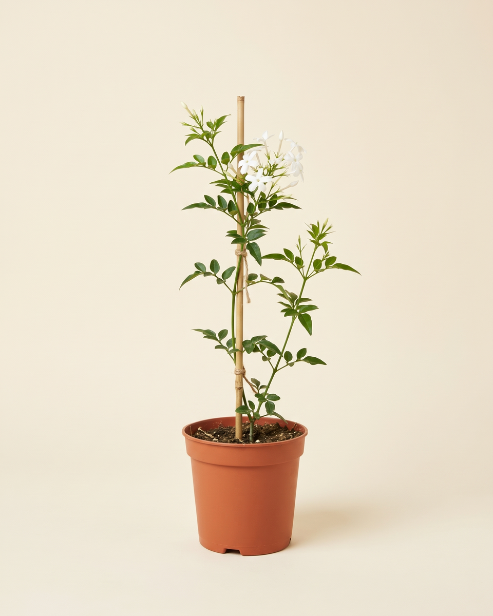 Jasmine White Angulare Cane Climber (Young) ياسمين