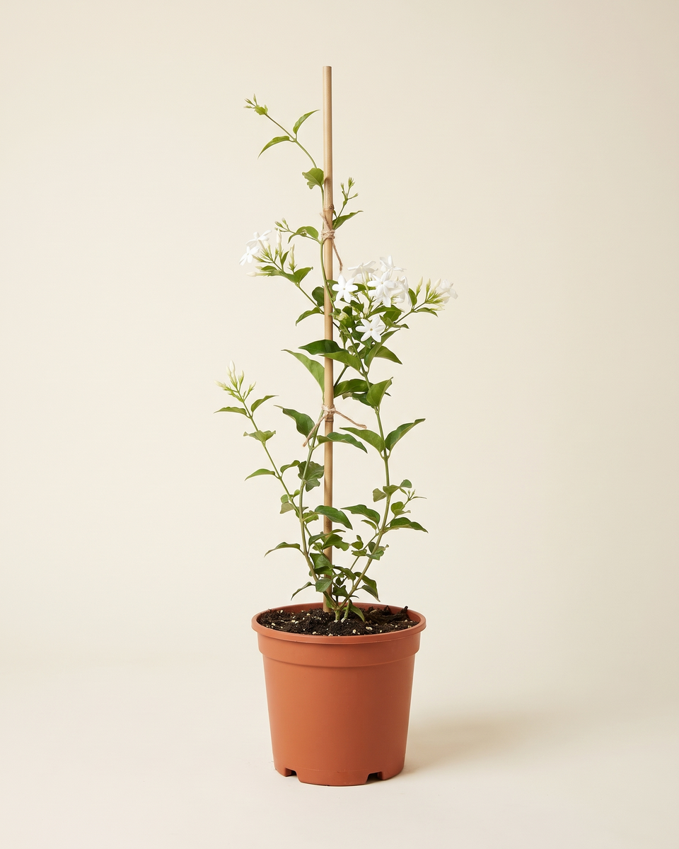 Jasmine White Baladi Cane Climber (Young) ياسمين
