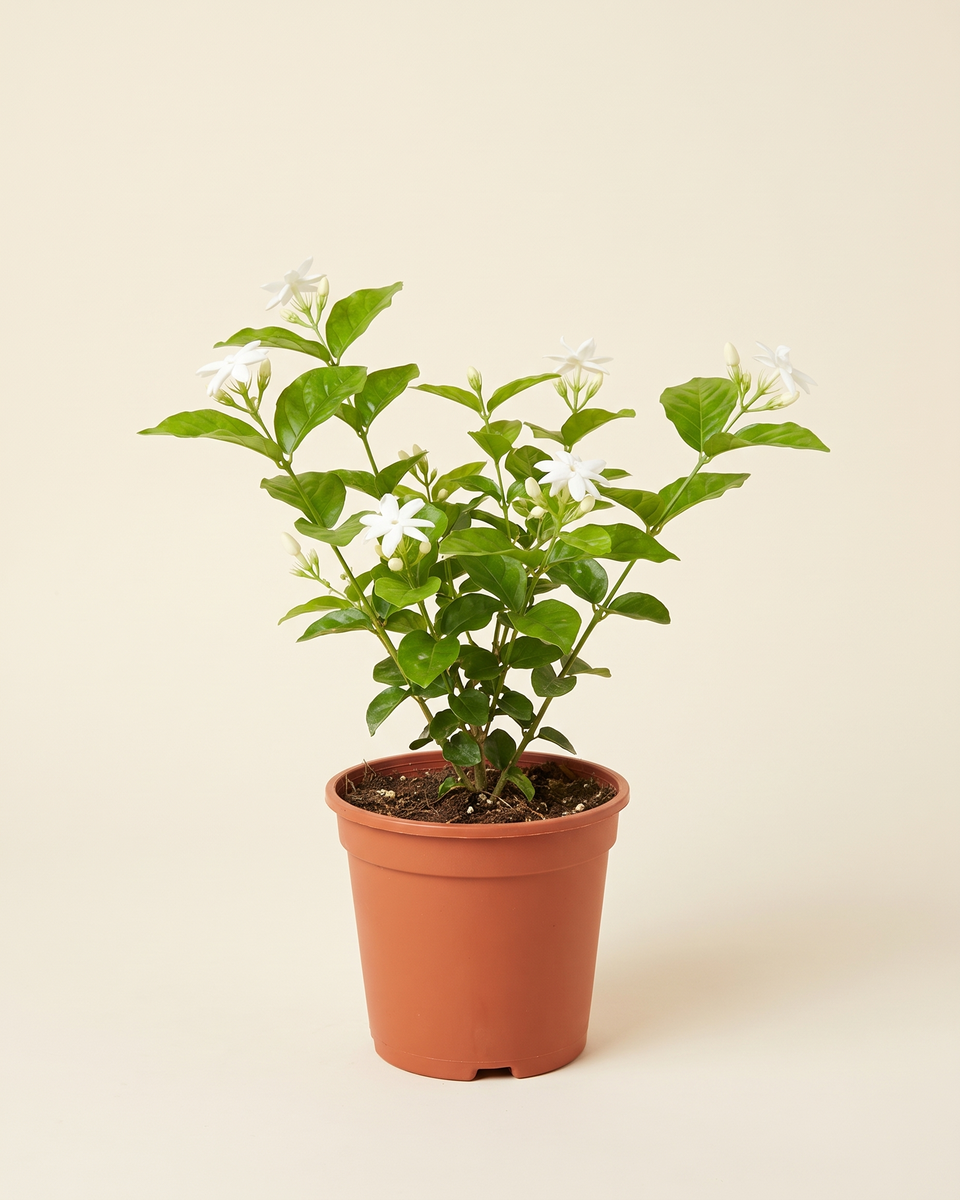 Jasmine White Egyptian Bush (Young) ياسمين