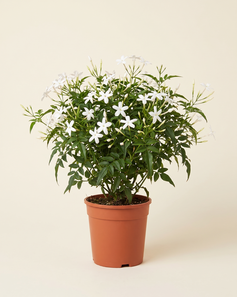 Jasmine White Grandiflorum Bush ياسمين
