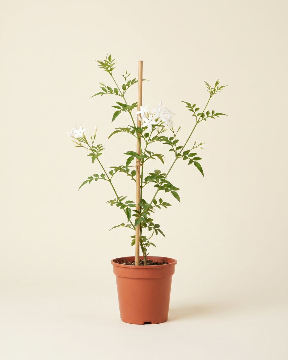 Jasmine White Grandiflorum Cane Climber (Young) ياسمين