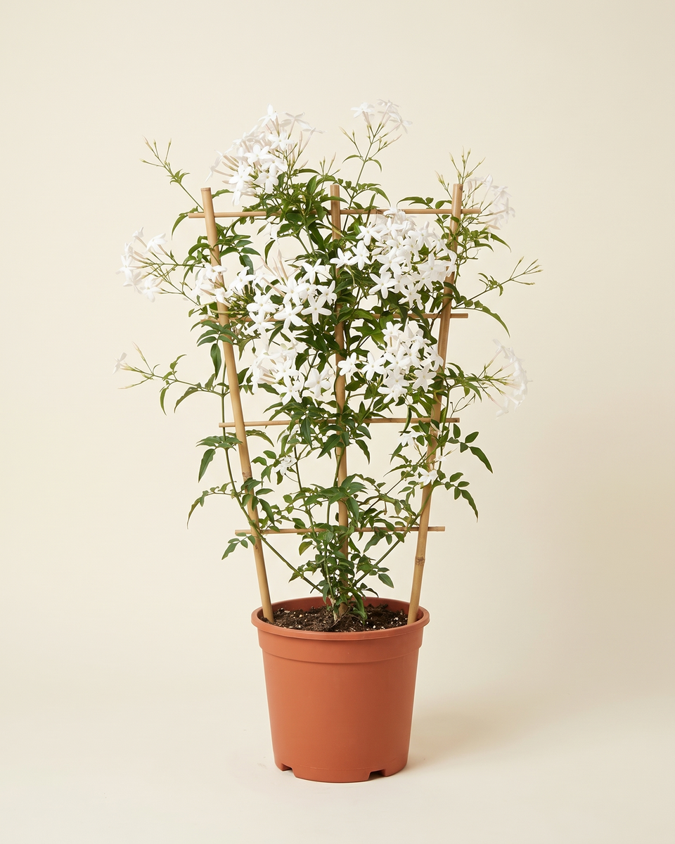 Jasmine White Moroccan Trellis ياسمين