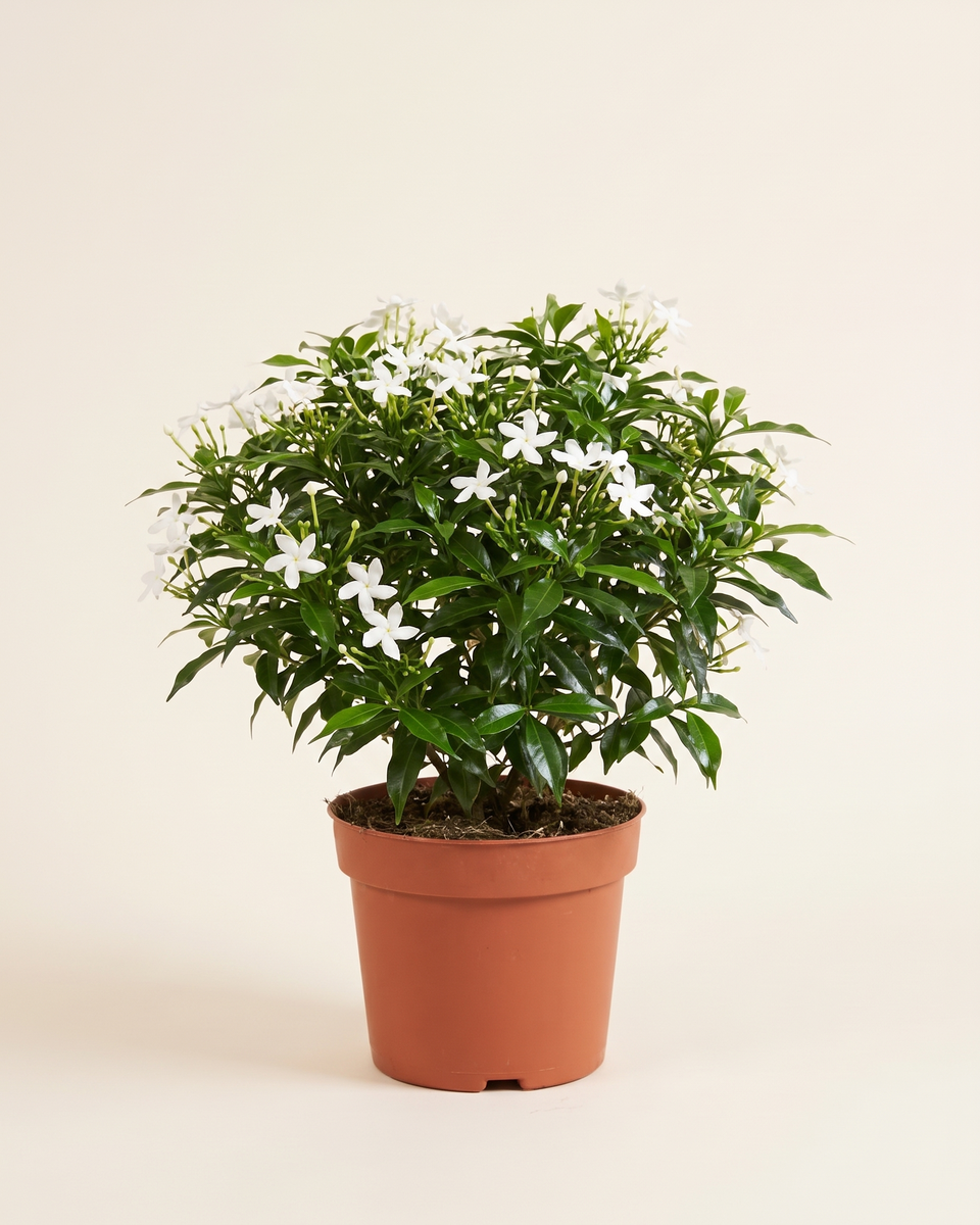 Jasmine White Star Jasmine Bush ياسمين