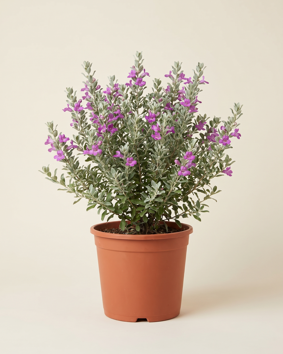 Leucophyllum Bush (Young) ليوكوفيلوم