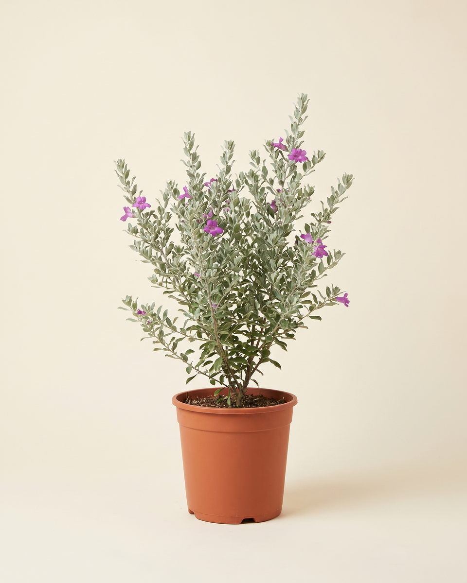 Leucophyllum Bush (Young) ليوكوفيلوم